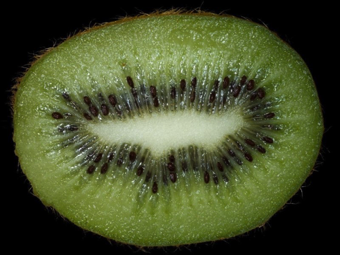Berry, many seeded - Kiwi [Actinidiaceae]
